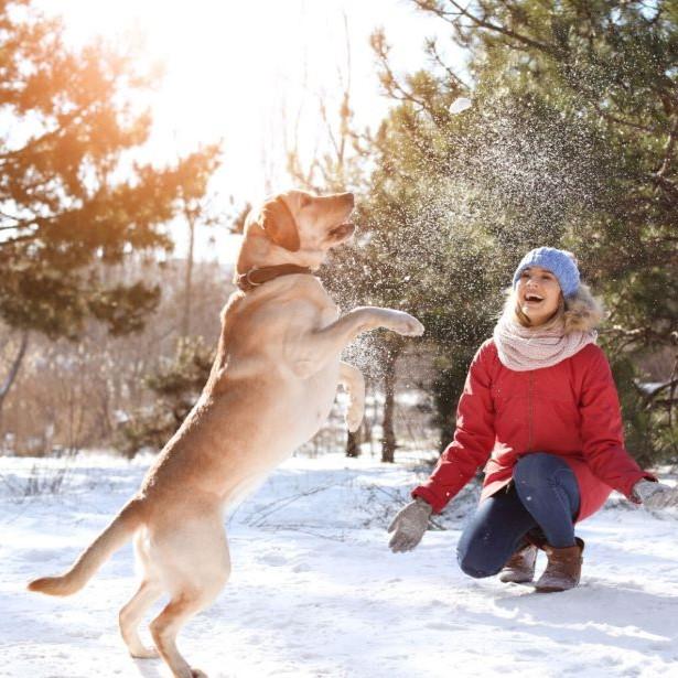 Dog playing in snow