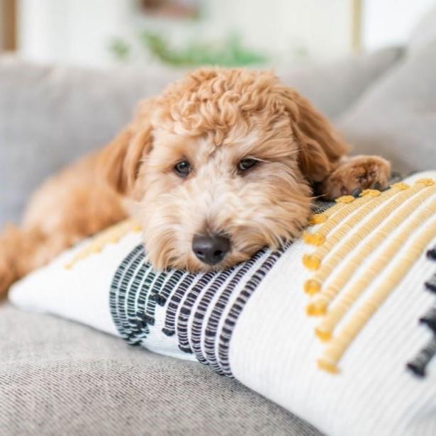 Dog resting on a couch