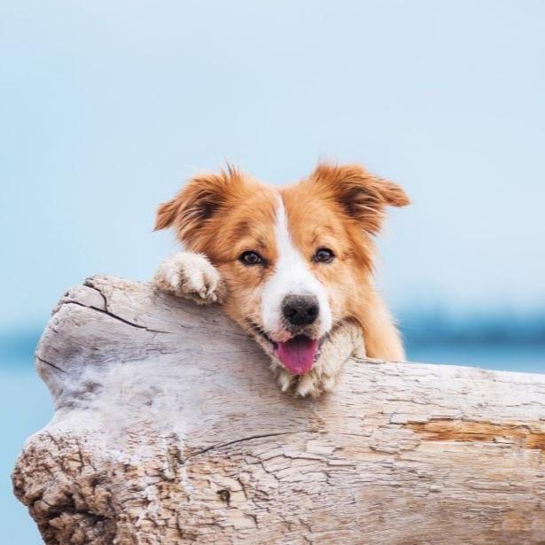 Dog resting on a log