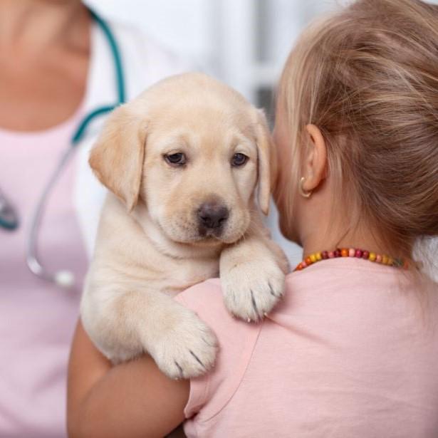 Dog with a child at the veterinary clinic