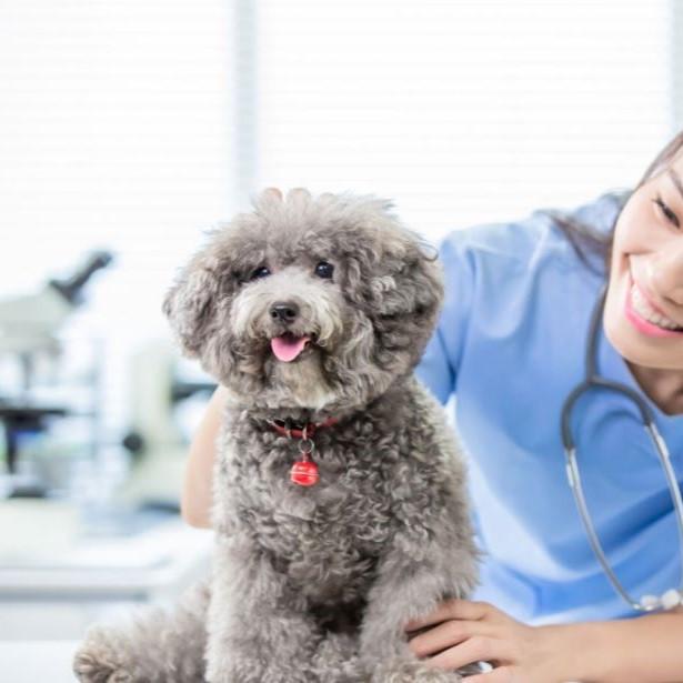 Dog with veterinarian