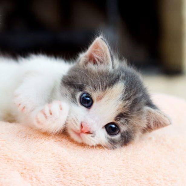 Kitten lying down