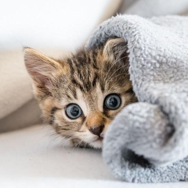 Kitten under a blanket