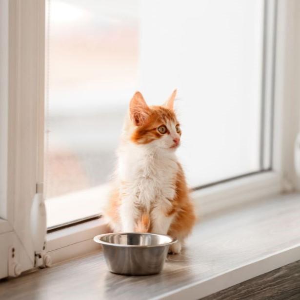 Kitten with a food bowl