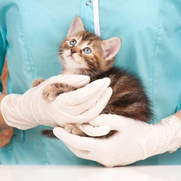 Kitten with veterinary staff