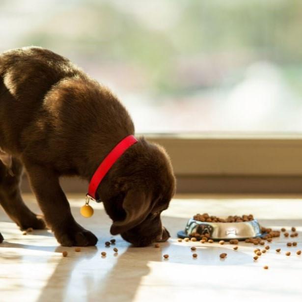 Puppy eating kibble