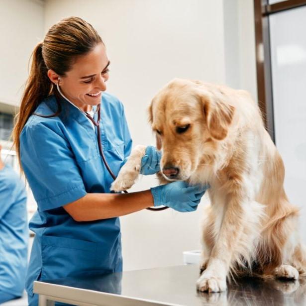 Veterinarian checking a dog's pulse